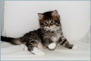 Male Siberian Kitten from Deedlebug Siberians